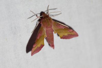 <i>Deilephila porcellus</i>