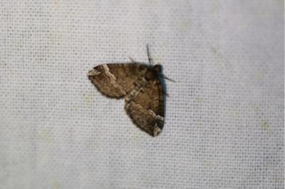 <i>Perizoma lugdunaria</i>