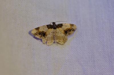 <i>Ligdia adustata</i>