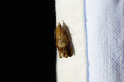 <i>Cydia amplana</i>