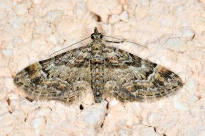 <i>Gymnoscelis rufifasciata</i>