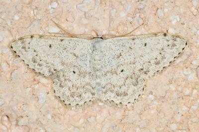<i>Scopula marginepunctata</i>