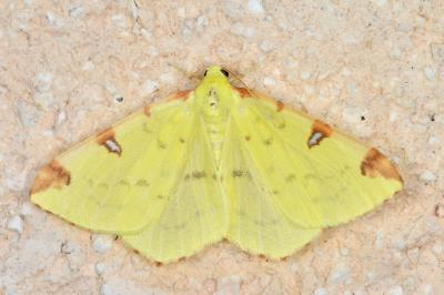 <i>Opisthograptis luteolata</i>