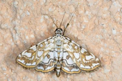<i>Elophila nymphaeata</i>
