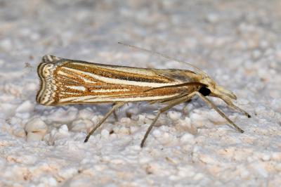 <i>Ancylolomia tentaculella</i>