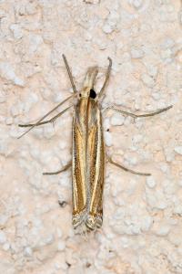 <i>Ancylolomia tentaculella</i>
