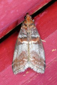 <i>Acrobasis advenella</i>