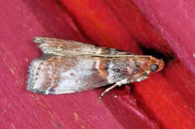 <i>Acrobasis advenella</i>