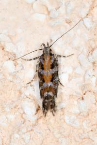 <i>Aristotelia ericinella</i>