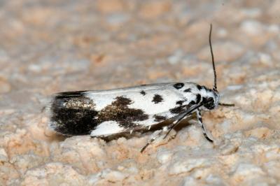<i>Ethmia quadrillella</i>