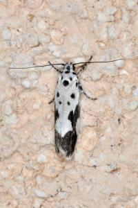 <i>Ethmia quadrillella</i>
