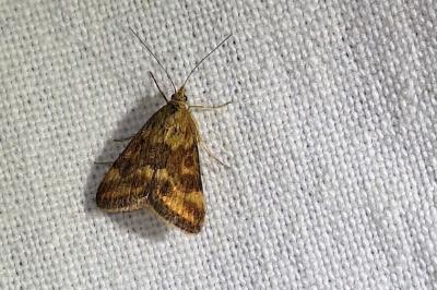 <i>Pyrausta despicata</i>