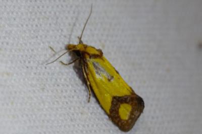 <i>Agapeta zoegana</i>
