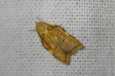 <i>Carcina quercana</i>
