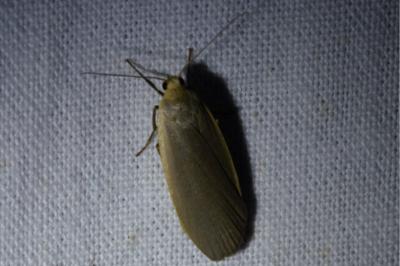 <i>Collita griseola</i>