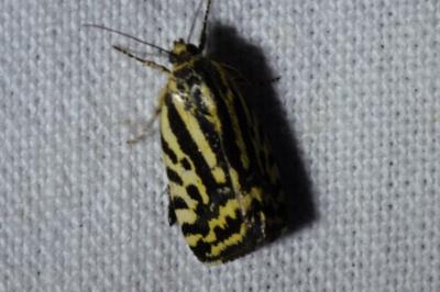 <i>Emmelia trabealis</i>