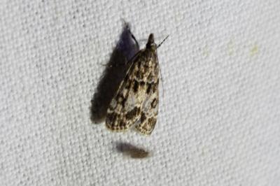 <i>Eudonia mercurella</i>