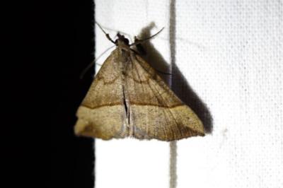 <i>Hypena proboscidalis</i>