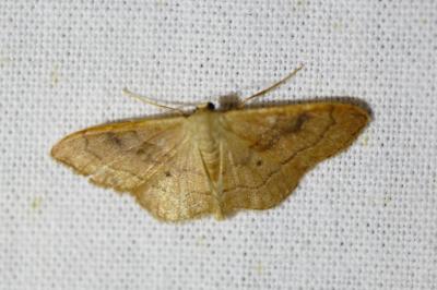 <i>Idaea rubraria</i>