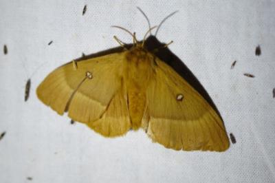 <i>Lasiocampa quercus</i>