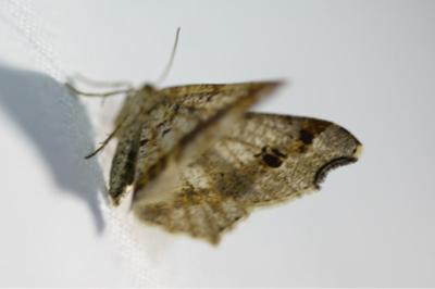<i>Macaria alternata</i>