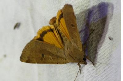 <i>Noctua comes</i>