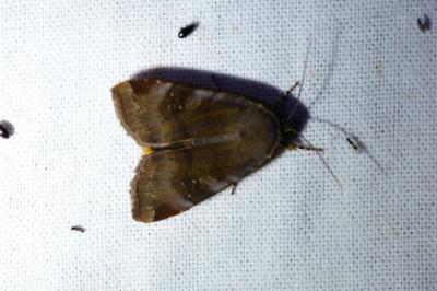 <i>Noctua janthe</i>