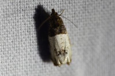 <i>Notocelia roborana</i>