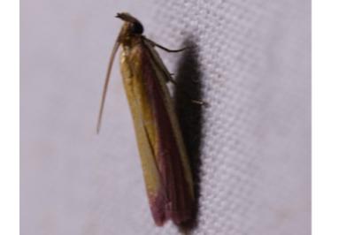 <i>Oncocera semirubella</i>