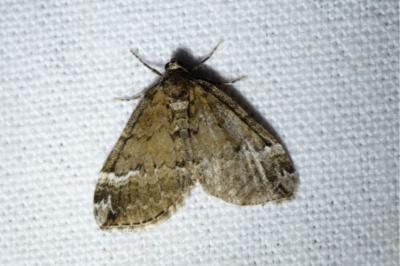 <i>Perizoma lugdunaria</i>