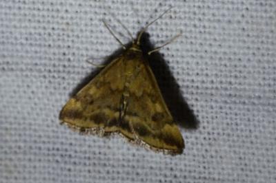 <i>Pyrausta despicata</i>