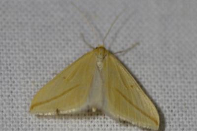 <i>Rhodometra sacraria</i>