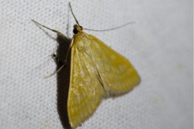 <i>Sitochroa verticalis</i>