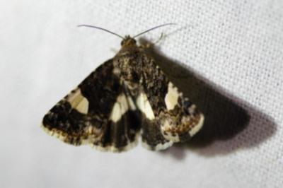 <i>Tyta luctuosa</i>
