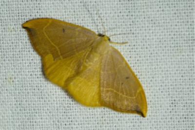 <i>Watsonalla binaria</i>