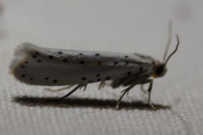 <i>Yponomeuta</i>