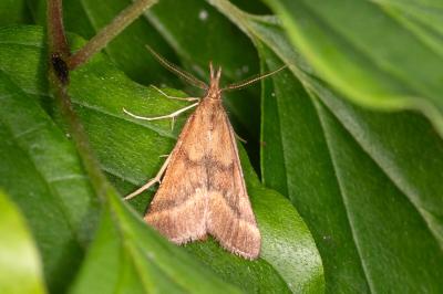 <i>Synaphe punctalis</i>