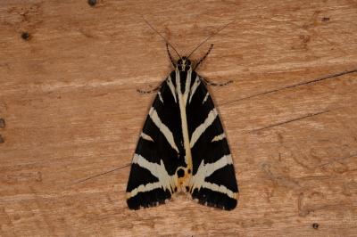 <i>Euplagia quadripunctaria</i>