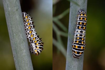 <i>Papilio machaon</i>