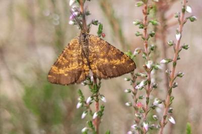<i>Ematurga atomaria</i>