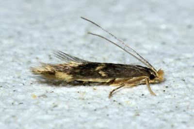 <i>Oinophila v-flavum</i>