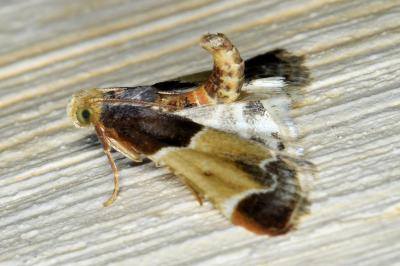 <i>Pyralis farinalis</i>