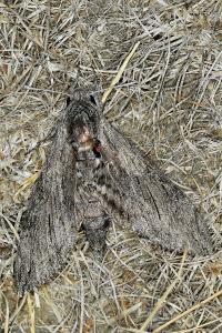 <i>Agrius convolvuli</i>