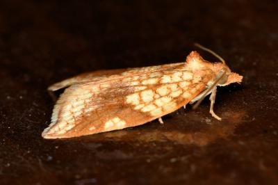 <i>Acleris rhombana</i>