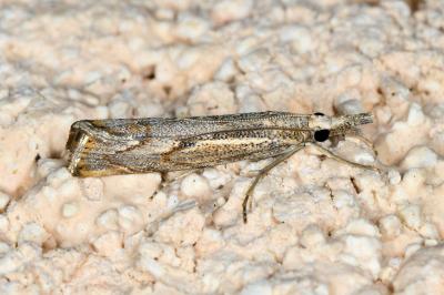 <i>Agriphila geniculea</i>