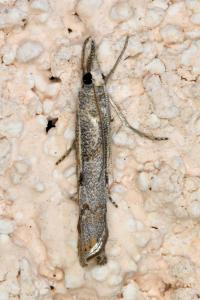 <i>Agriphila geniculea</i>