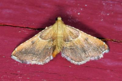 <i>Endotricha flammealis</i>