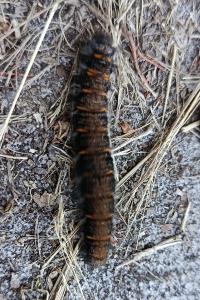 <i>Macrothylacia rubi</i>