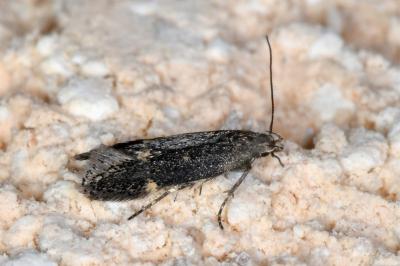 <i>Aproaerema anthyllidella</i>