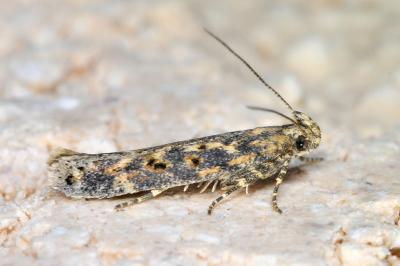 <i>Scrobipalpa ocellatella</i>